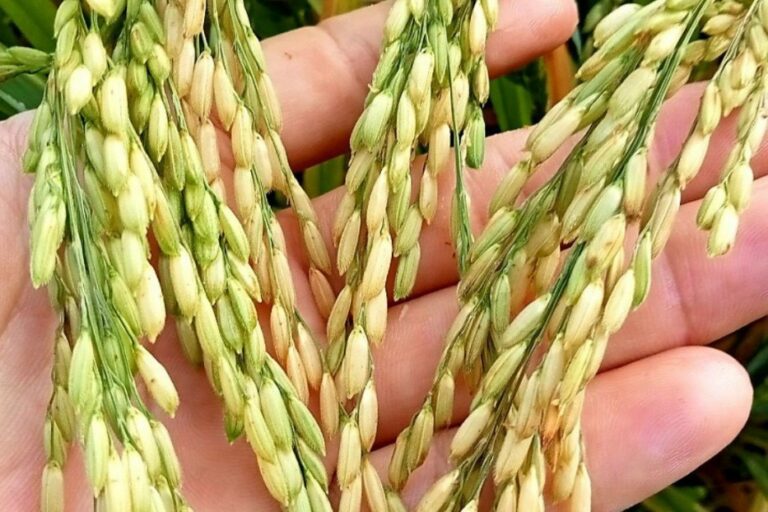 z3447086116124_8592da8df152d2cbe988c3731a189f16