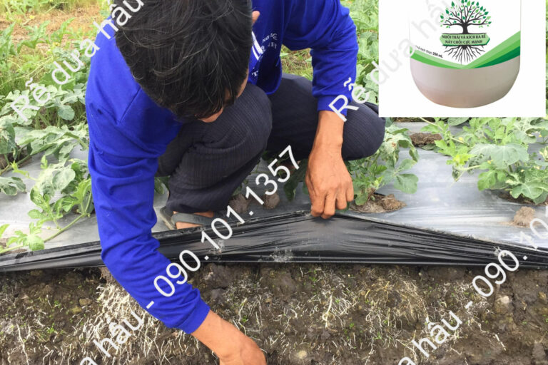 Pinor + Root10 42 ngay (1)